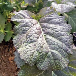Fall 2018 Seed Shop: ‘Cherokee Blue’ Mustard, ‘Grace Batson’ Peony, and More